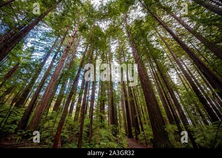 View from below into the treetops, Redwood Forest, Sequoia sempervirens (Sequoia sempervirens), Whakarewarewa Forest, Rotorua, North Island, New Stock Photo