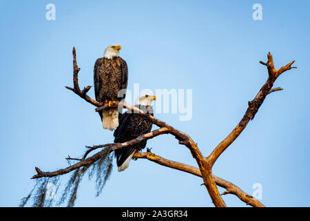 American bald eagle mates perched together on a tree branch Stock Photo