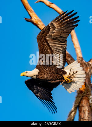 American bald eagle flying with sticks to build the nest Stock Photo