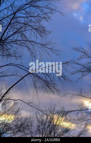 Amazing dramatic sky with tree branches at sunset. The photo was taken on the day of the blue and bloody full moon. Stock Photo