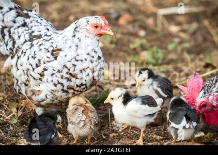 Mother hen and her fledglings - Stoapiperl / Steinhendl, an endangered chicken breed from Austria Stock Photo