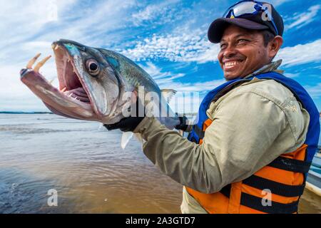 Colombia, Vichada, Puerto Carreno, Ventana Reserve on the Orenoco river, payara or dog-fish, Hydrolycus armatus Stock Photo