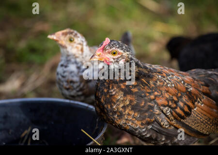 Two young chicken drinking water - Stoapiperl / Steinhendl, an endangered chicken breed from Austria Stock Photo