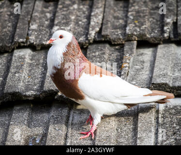Österreichischer Ganselkröpfer - an endangered pigeon breed from Austria Stock Photo