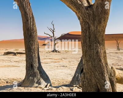 Namibia, Hardap province, Namib-Naukluft National Park, Deadvlei Stock Photo