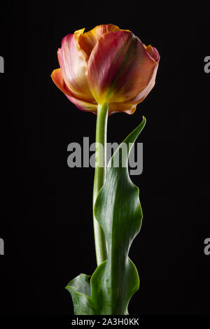 Single orange-yellow tulip with backlight on a dark background Stock Photo