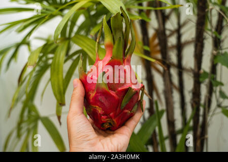 Male hand holding a dragon fruit with a palm tree on a background. Dragon fruit or pitaya. Tropical and exotic fruits. Healthy and vitamin food Stock Photo