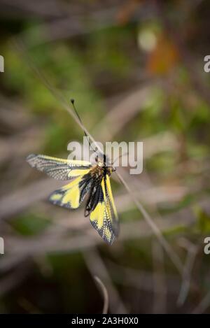 France, Bouche du Rhone, Aureille, Alpilles mountains, Libelloides macaronius Stock Photo