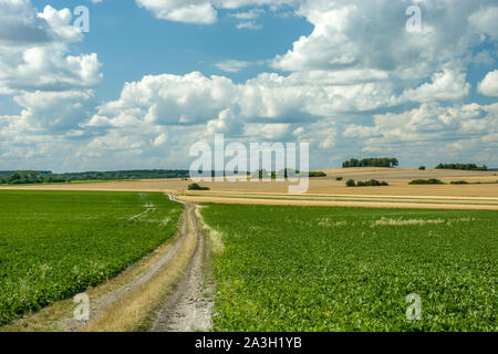 A long dirt road through a green beet field and clouds in the sky Stock Photo