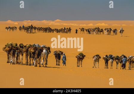 Niger, Tenere, Caravans of salt in the mines of Bilma and Fachi in the Tenere Stock Photo