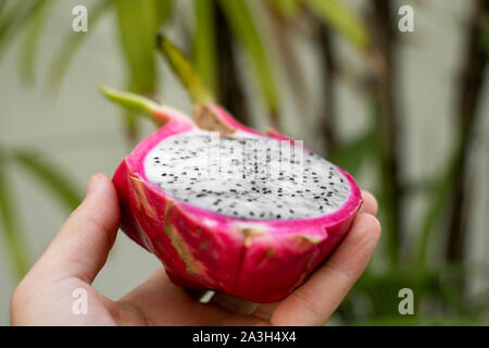 Male hand holding a dragon fruit with a palm tree on a background. Slice of white dragon fruit or pitaya. Tropical and exotic fruits. Healthy and Stock Photo