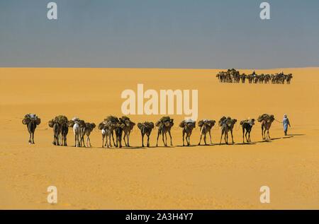 Niger, A?r and T?n?r?, Salt caravans in the desert of Tenere Stock Photo