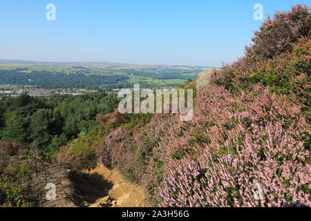Heather in flower up on the famous Ilkley Moor, in West Yorkshire, UK Stock Photo