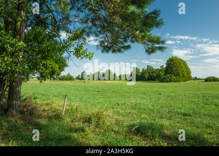 Shade under the trees and a view of the green meadow in Nowiny, Poland. Stock Photo