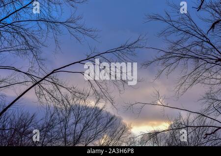 Amazing dramatic sky with tree branches at sunset. The photo was taken on the day of the blue and bloody full moon Stock Photo