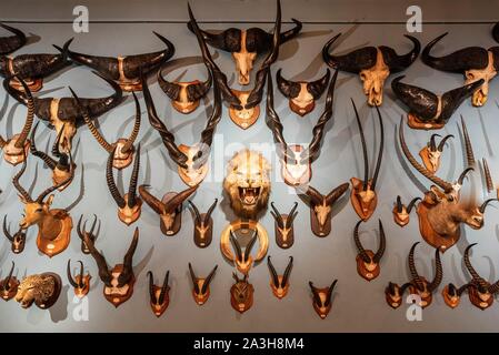 France, Loiret, Gien, Chateau musee de Gien (Castle Museum of Gien), trophies and carnages Stock Photo