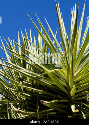 green yucca in full sun with blue sky Stock Photo