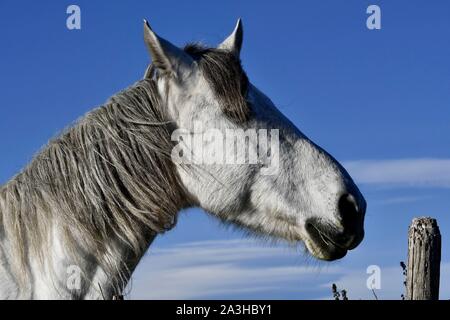 France, Bouches du Rhone, Camargue, Camargue horse, portrait Stock Photo