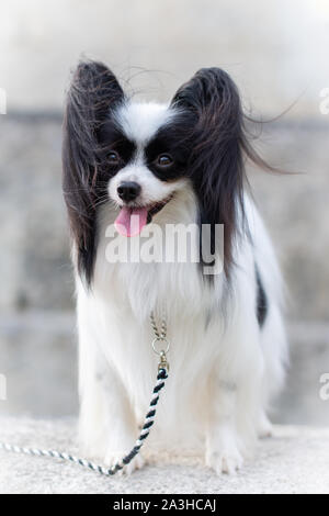 Outdoor portrait of Papillon dog, Continental Toy Spaniel, black and white. Stock Photo