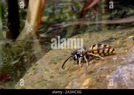Common wasp (Vespula vulgaris) drinking water as it stands on the margins of a garden pond, Wiltshire, UK, July. Stock Photo
