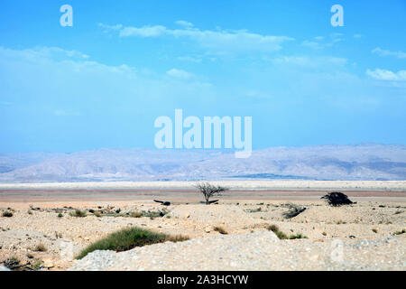 lonely bush at the desert. View on the desert landscape in Israil. Dead sea area. Stock Photo