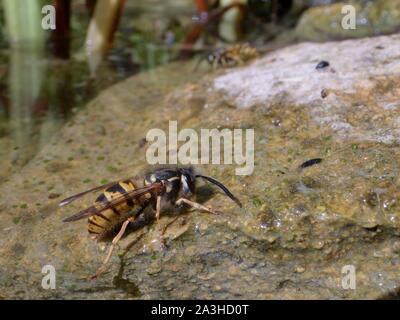 Common wasp (Vespula vulgaris) drinking water as it stands on the margins of a garden pond, Wiltshire, UK, July. Stock Photo