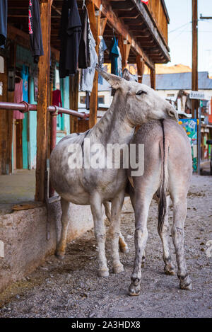 A wild burro rests its head on the back of another wild burro in front of a store at Oatman, Arizona. Stock Photo