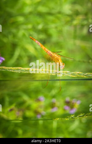 Close-up of large bright golden yellow dragonfly resting alone on ear of grass. Unfocused blooming meadow at background.  Selective focus. Vertical gr Stock Photo