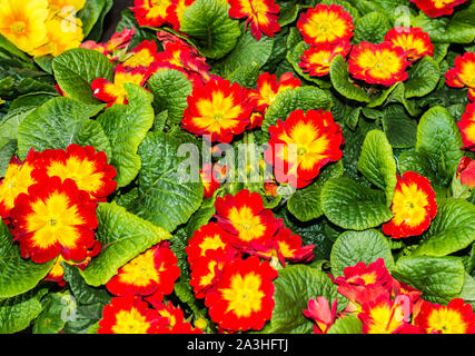 Red primrose in spring Stock Photo
