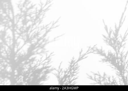 Gray shadow of juniper needles on a white wall. Abstract neutral nature concept background. Space for text. Stock Photo