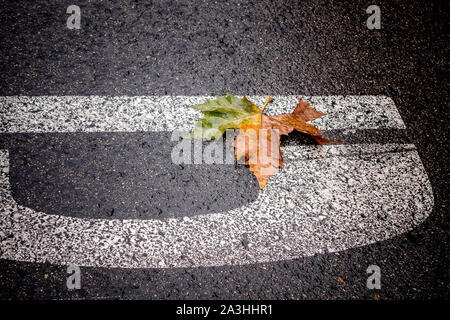 Autumn leaves floating on the surface of the asphalt of the road