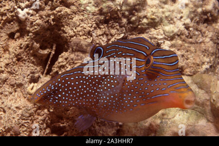 Pearl toby (Canthigaster margaritata), a dwarf puffer fish Stock Photo