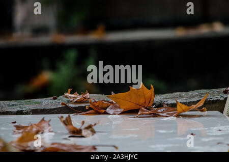 Maple leaves in autumn on a table Stock Photo