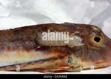 Marine fish disease: Isopod crustacean parasite on gurnard (Triglidae ...