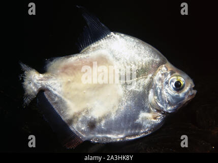 Aquarium fish disease: fungal parasite (saprolegniosis) in Silver dollar tetra (Metynnis hypsauchen) Stock Photo