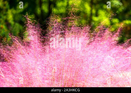 Pink Muhly Grass. Beautiful pink Muhlenbergia capillaries. Summer, autumn colors. Stock Photo