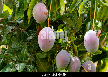 Cultivation of exotic sweet fruit mango in subtropical Malaga-Granada tropical coast region, Andalusia, Spain, ripe big mango fruits in tree Stock Photo