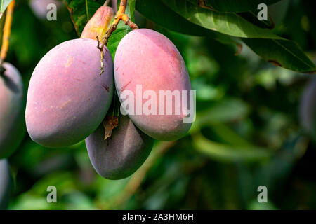 Cultivation of exotic sweet fruit mango in subtropical Malaga-Granada tropical coast region, Andalusia, Spain, ripe big mango fruits in tree Stock Photo