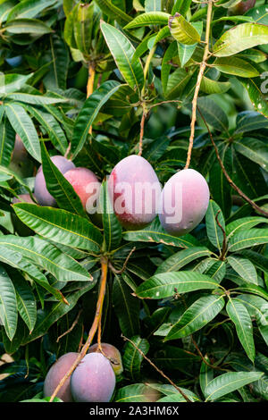 Cultivation of exotic sweet fruit mango in subtropical Malaga-Granada tropical coast region, Andalusia, Spain, ripe big mango fruits in tree Stock Photo
