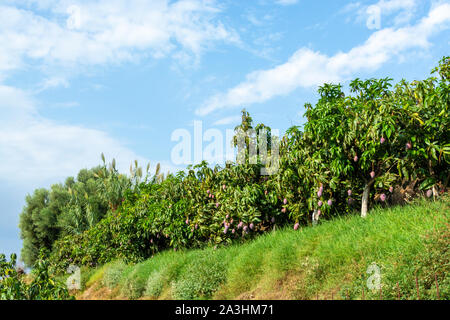 Cultivation of exotic sweet fruit mango in subtropical Malaga-Granada tropical coast region, Andalusia, Spain, plantations of mango trees ready to har Stock Photo