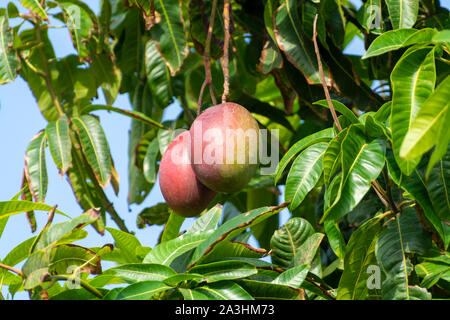 Cultivation of exotic sweet fruit mango in subtropical Malaga-Granada tropical coast region, Andalusia, Spain, ripe big mango fruits in tree Stock Photo
