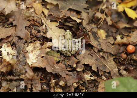 This brown frog is hardly to see between the old leaves thanks to his protective color Stock Photo