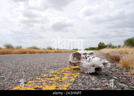 Cow head skeleton over the route and the dry environment Stock Photo