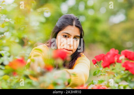 young woman outside cutting roses Stock Photo