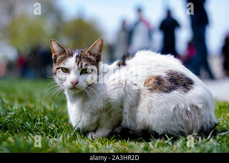 A stray cat lying on the grass Stock Photo