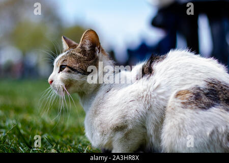 A stray cat lying on the grass Stock Photo