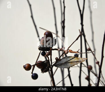 Decorative oak tree nuts and a leaf among twigs. Stock Photo