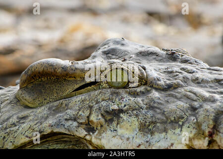 Eye of a crocodile Stock Photo