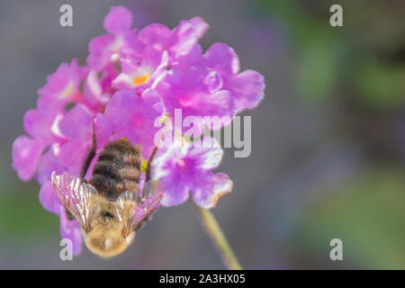Common Eastern Bumble Bee (Bombus impatiens) on a purple flower. Stock Photo