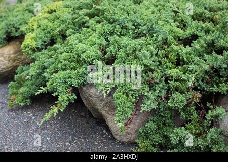 Juniperus procumbens 'Nana' dwarf Japanese juniper. Stock Photo